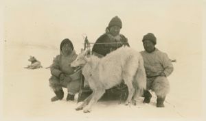 Image of White wolf and MacMillan's 3 Eskimos [Inughuit]